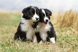 BORDER COLLIE 668